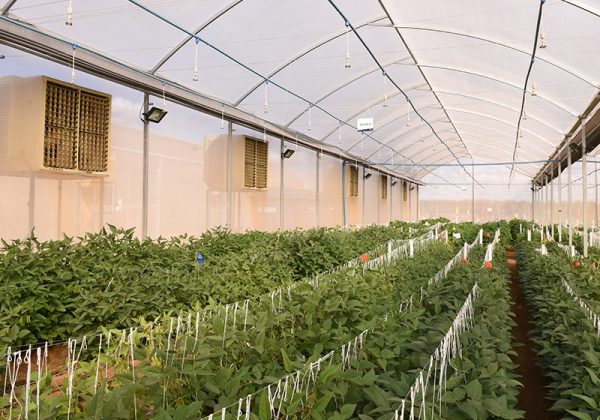 Climatizador em Estufa